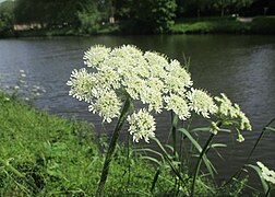 20230521Heracleum sphondylium1.jpg