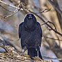 Thumbnail for File:20240204 american crow 646 PD204725.jpg