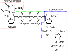 mrna structure