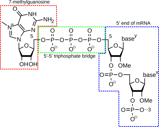 File:Anamnese und Einwilligung mRNA.pdf - Wikimedia Commons