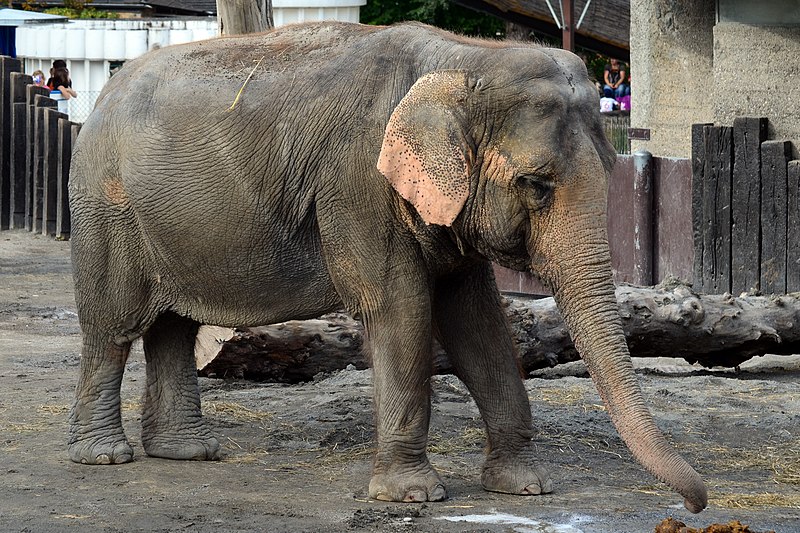 File:50 Jahre Knie's Kinderzoo - Elephas maximus 2012-10-03 15-38-15.JPG