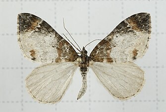 Dysstroma cinereata