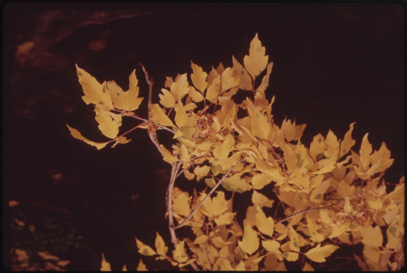 File:ASPEN LEAVES FLUTTER ALONG THE EAST RIFLE CREEK - NARA - 552693.tif