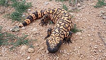 Some lizards including the Gila monster are venomous. AZ Gila Monster 02.jpg