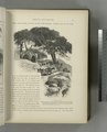 A Lebanon café. Pleasantly situated by a mountain stream and sheltered by the dense foliage of the carouba trees (Ceratonia siliqua). The presence of one of these wayside resting places (NYPL b10607452-80583).tiff