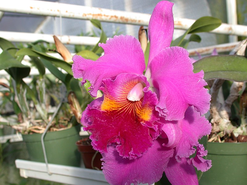 File:A and B Larsen orchids - Brassolaeliocattleya Lucky Strike Golden Ring DSCN4509.JPG