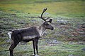 A caribou that came a little closer than the others - panoramio.jpg