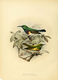 <span class="mw-page-title-main">Grey-chinned sunbird</span> Species of bird