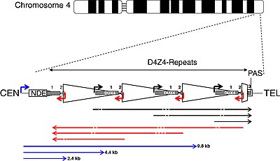 D4Z4 array with three D4Z4 repeats and the 4qA allele.
CEN
centromeric end
TEL
telomeric end
NDE box
non-deleted element
PAS
polyadenylation site
triangle
D4Z4 repeat
trapezoid
partial D4Z4 repeat
white box
pLAM
gray boxes
DUX4 exons 1, 2, 3
arrows
corner
promoters
straight
RNA transcripts
black
sense
red
antisense
blue
DBE-T
dashes
dicing sites A schematic of D4Z4 locus on chromosome 4.jpg