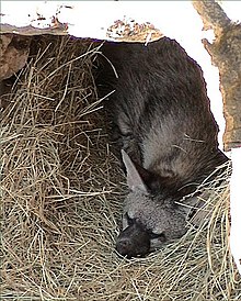 Aardwolf at the San Antonio Zoo Aardwolf.jpg