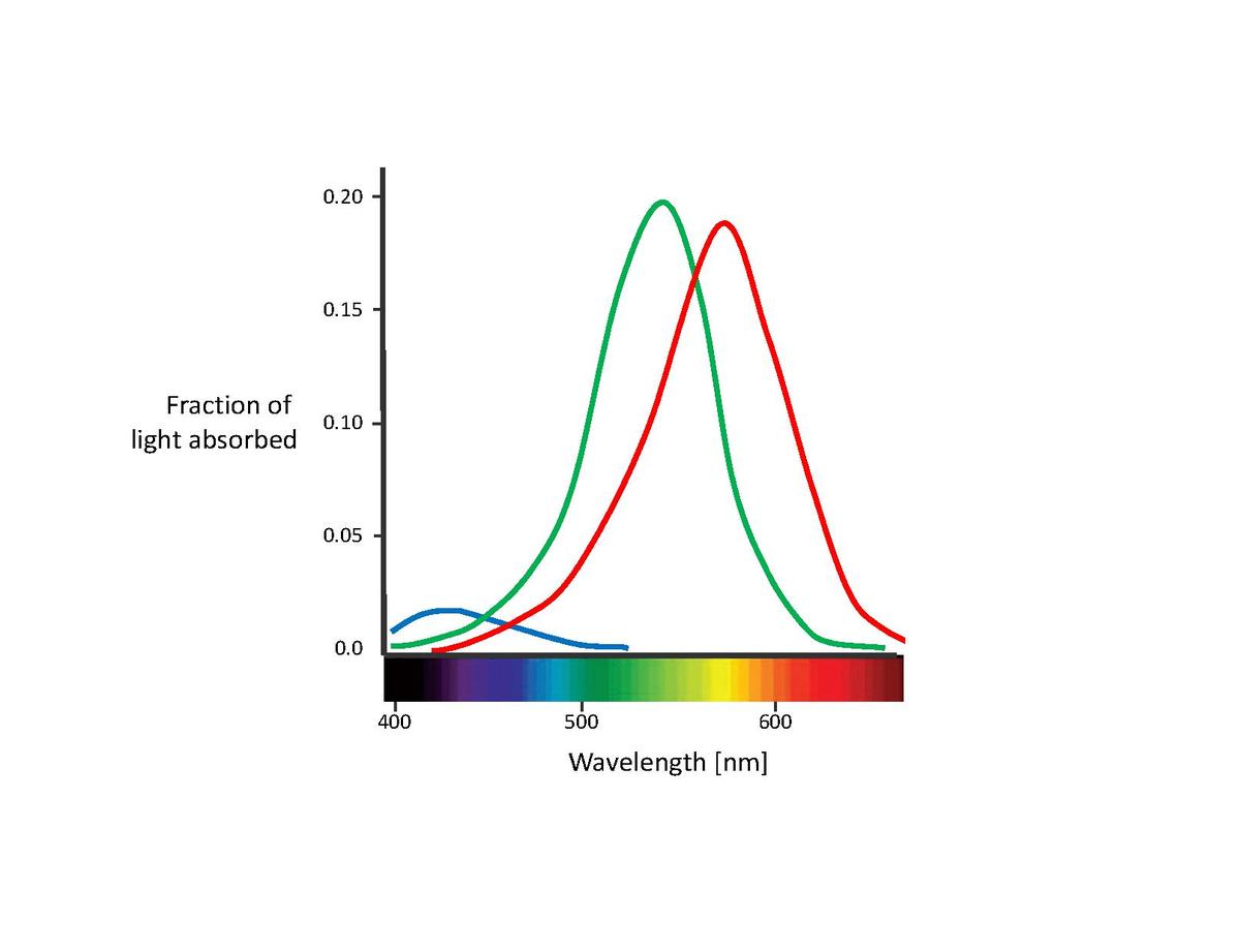 Длина волны 400. Light absorption. Спектральная клетка. ГМ фиыщкиешщт фтв сщдщк. Wavelength and absorption.