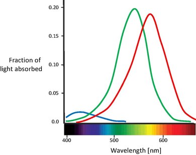 Absorption curves for the different cones. Blue, green, and red represent the absorption of the S (420 nm), M (530 nm), and L (560 nm) cones, respectively.