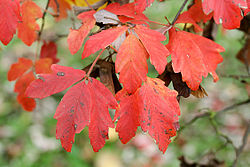 Acer griseum JPG01b.jpg