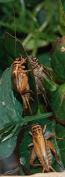 File:Acheta domesticus.JPG