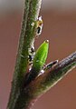 nymphs, note sugars being excreted