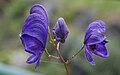 Aconitum napellus