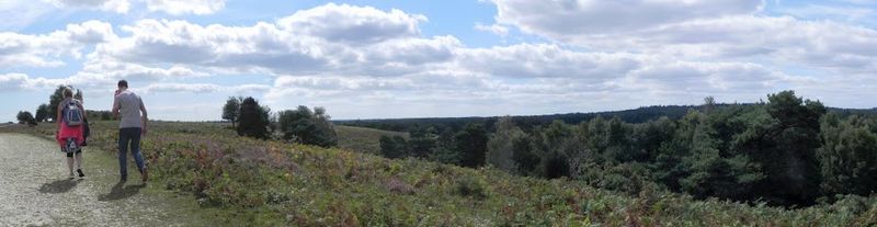 The path and view across Acres Down in the New Forest, one of the few places in which it is possible to see a European honey buzzard. Acres Down Panorama.jpg