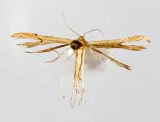 <i>Adaina zephyria</i> Species of plume moth
