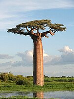 Grandidier's Baobab, Morondava, Madagaskar