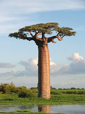 בַּאוֹבַּבּ נחשב לאחד מסוגי העצים הגדולים בעולם. גובהו יכול להגיע עד ל-25 מטרים, ורוחב גזעו עד ל-10 מטרים. בתמונה אדנסוניה גראנדידירי - הזן הגבוה והמפורסם מבין 6 זני הבאובב הקיימים בעולם.