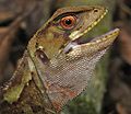 April 4: Enyalioides azulae, a member of the lizard family Hoplocercidae.