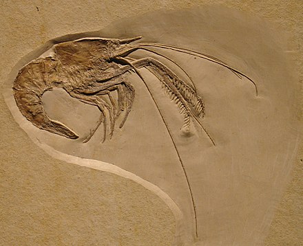 Ископаемые членистоногие. Fossil окаменелости. Окаменелости мелового периода. Древние ракообразные окаменелости. Окаменелые останки древних животных и растений.