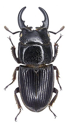 Aegus chelifer chelifer MacLeay, 1819 laki-laki (3034369651).jpg