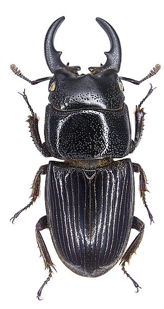 <i>Aegus chelifer</i> Species of beetle