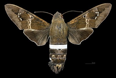 Avers de la femelle (coll.MHNT)