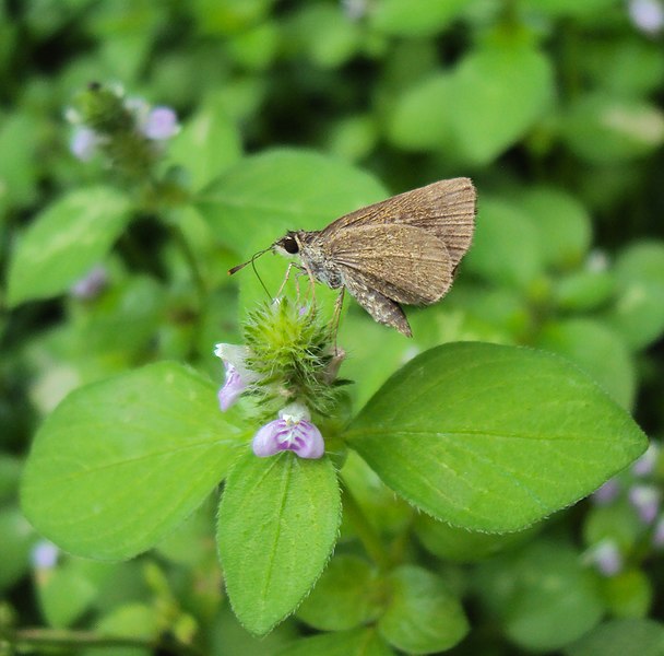 File:Aeromachus pygmaeus on Justicia japonica 01.JPG