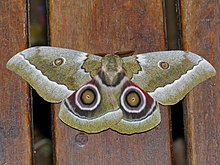 African Emperor Moth (Gonimbrasia zambesina) (13947302583).jpg
