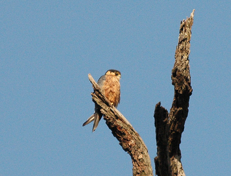 File:African Hobby bwindi jan06.jpg