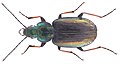 Agonum muelleri (Herbst, 1784) (2918245888).jpg