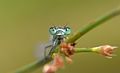 * Nomination: Portrait of a young blue-tailed damselfly, France. --Clément Bardot 15:37, 26 June 2016 (UTC) * * Review needed