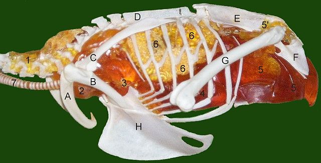 Cintura Pelvica Air