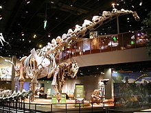Alamosaurus-mount-in-Perot-museum.jpg