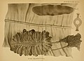 Alaria fistulosa (Eualaria fistulosa) in Yendo 1919, plate 1.jpg