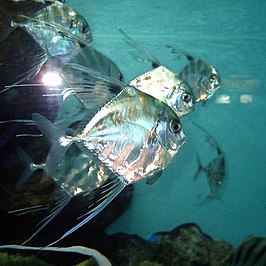 Afrikaanse pompano