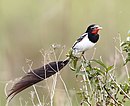 aves De Argentina