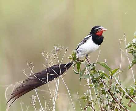 Yetapa risoria ou moucherolle à queue large, mâle (Alectrurus risora) ici dans les Esteros del Iberá.