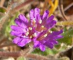 Allionia incarnata flower 2.jpg