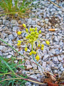 Allium flavum Inflorescence