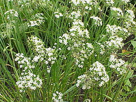 Allium tuberosum1.jpg