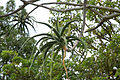 Aloe Tree Closeup, Cape Town, South Africa-3553.jpg