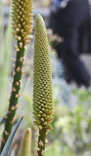 File:Aloe dolomitica, Jardín Botánico de Múnich, Alemania, 2013-01-27, DD 01.JPG