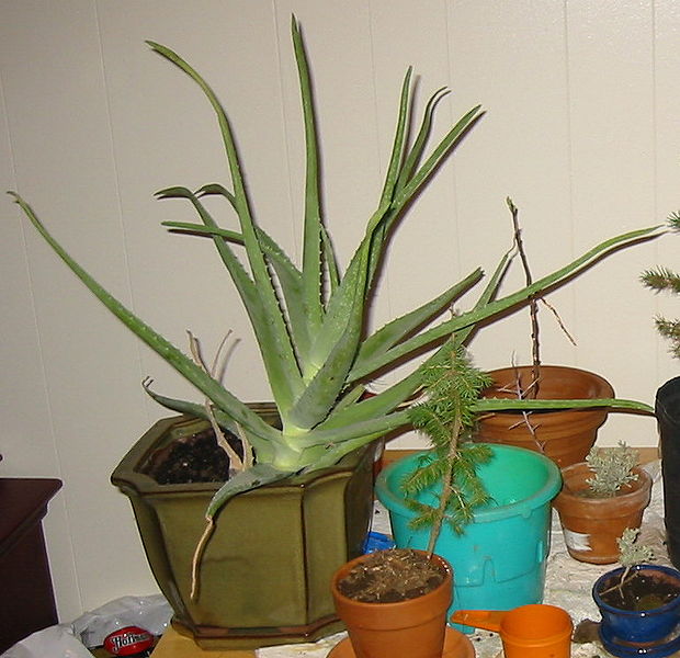 File:Aloe vera with shoots.jpg
