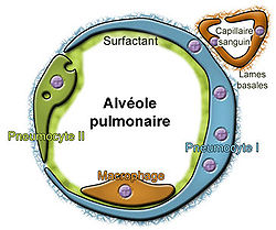 Poumon: Évolution, Anatomie humaine, Anatomie comparée