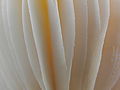 Amanita muscaria R.H. (10).jpg