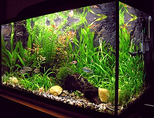 https://upload.wikimedia.org/wikipedia/commons/thumb/a/a8/Amaterske_akvarium.jpg/310px-Amaterske_akvarium.jpg