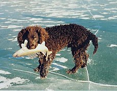 cane da acqua americano